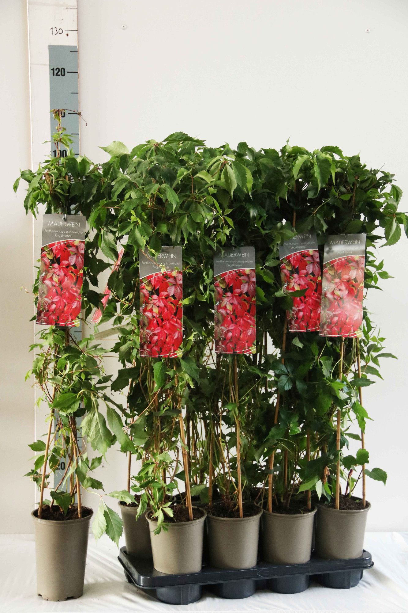Parthenocissus quinquefolia engelmannii