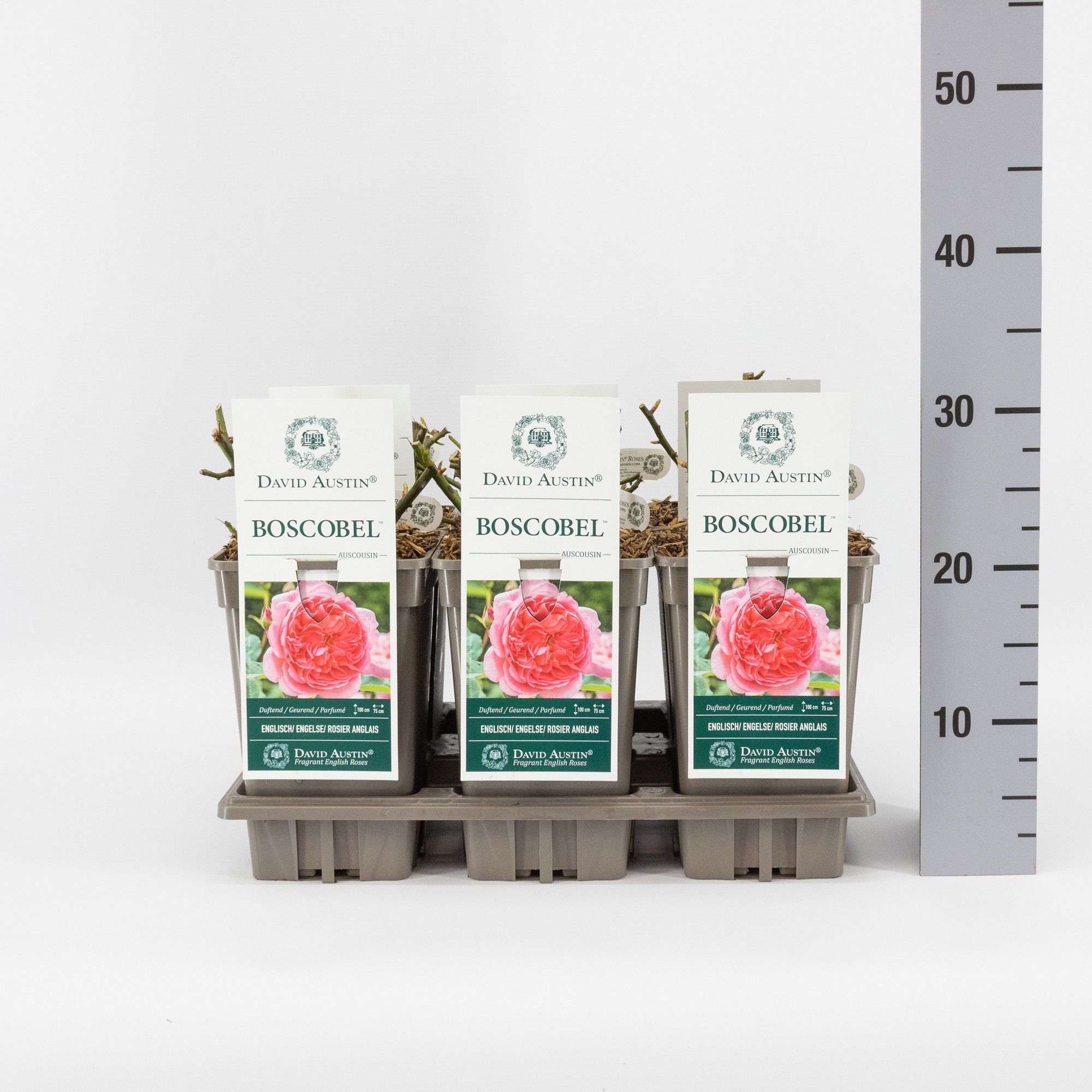 Rosa (H) Boscobel ('Auscousin') aus