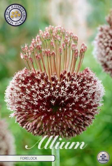 Bloembol Allium Forelock (x1 14/16