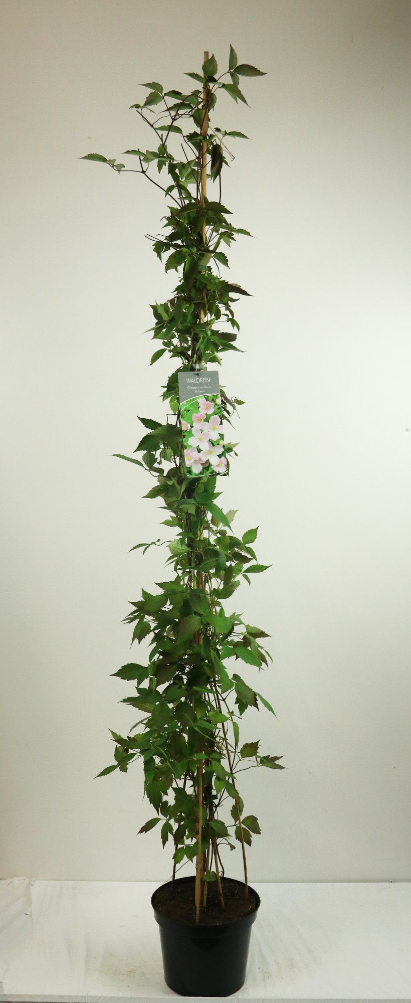 Clematis montana rubens