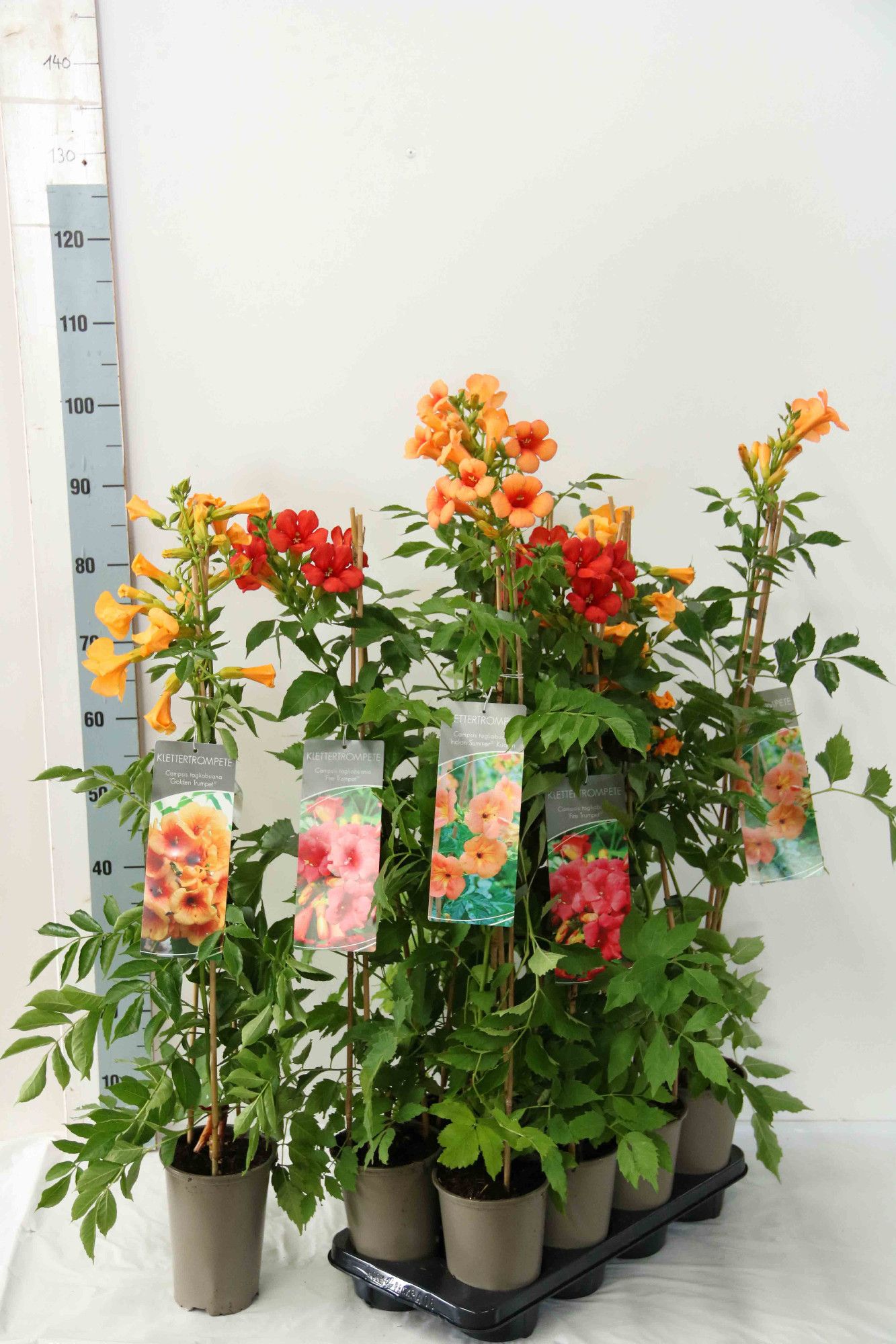 Campsis radicans in varieties