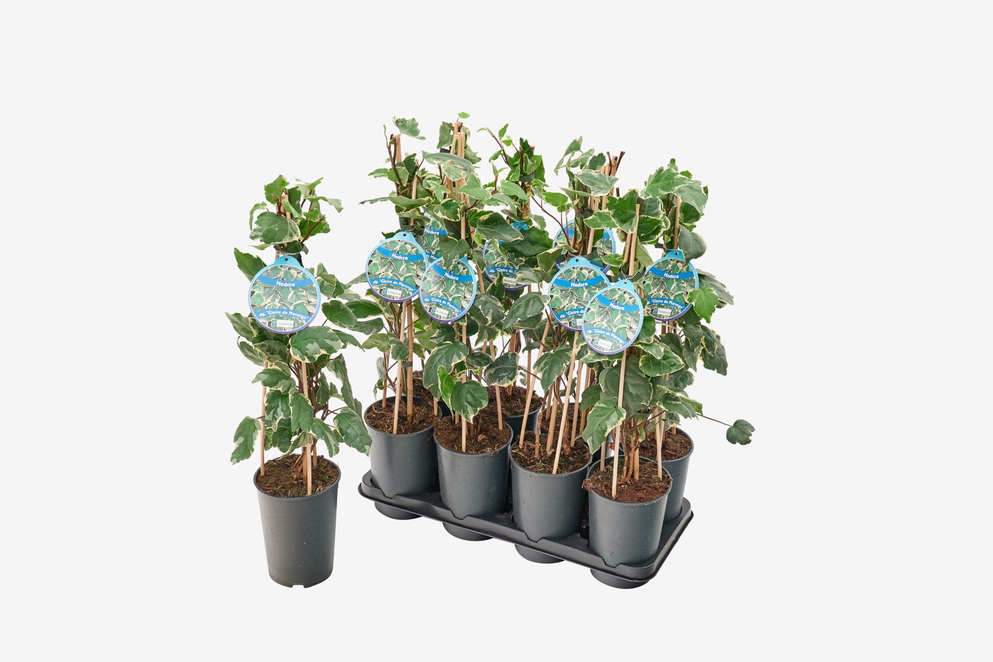 Hedera algeriensis 'Gloire de Marengo'