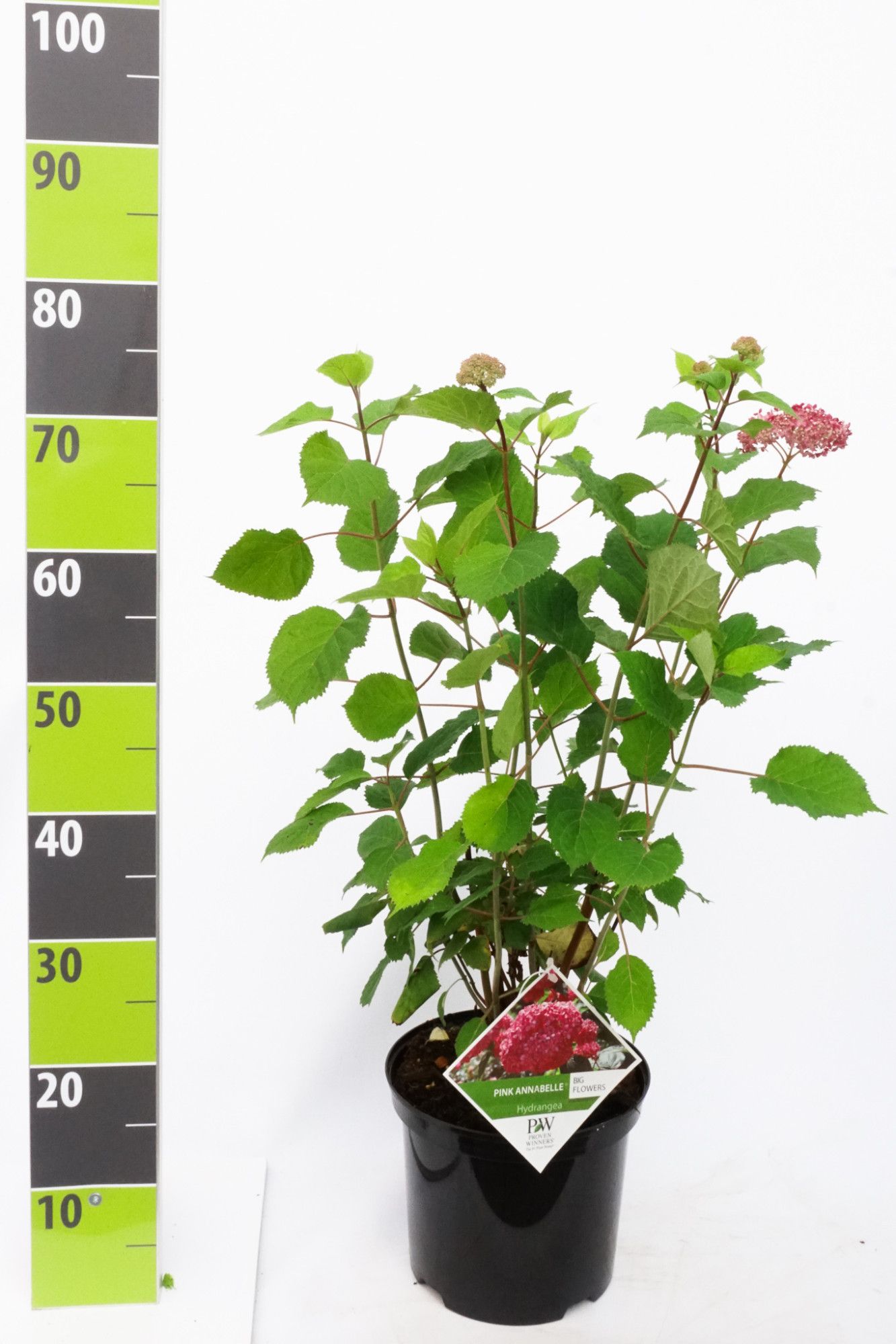 Hydrangea arb. Pink Annabelle® ('NCHA2'*) PW