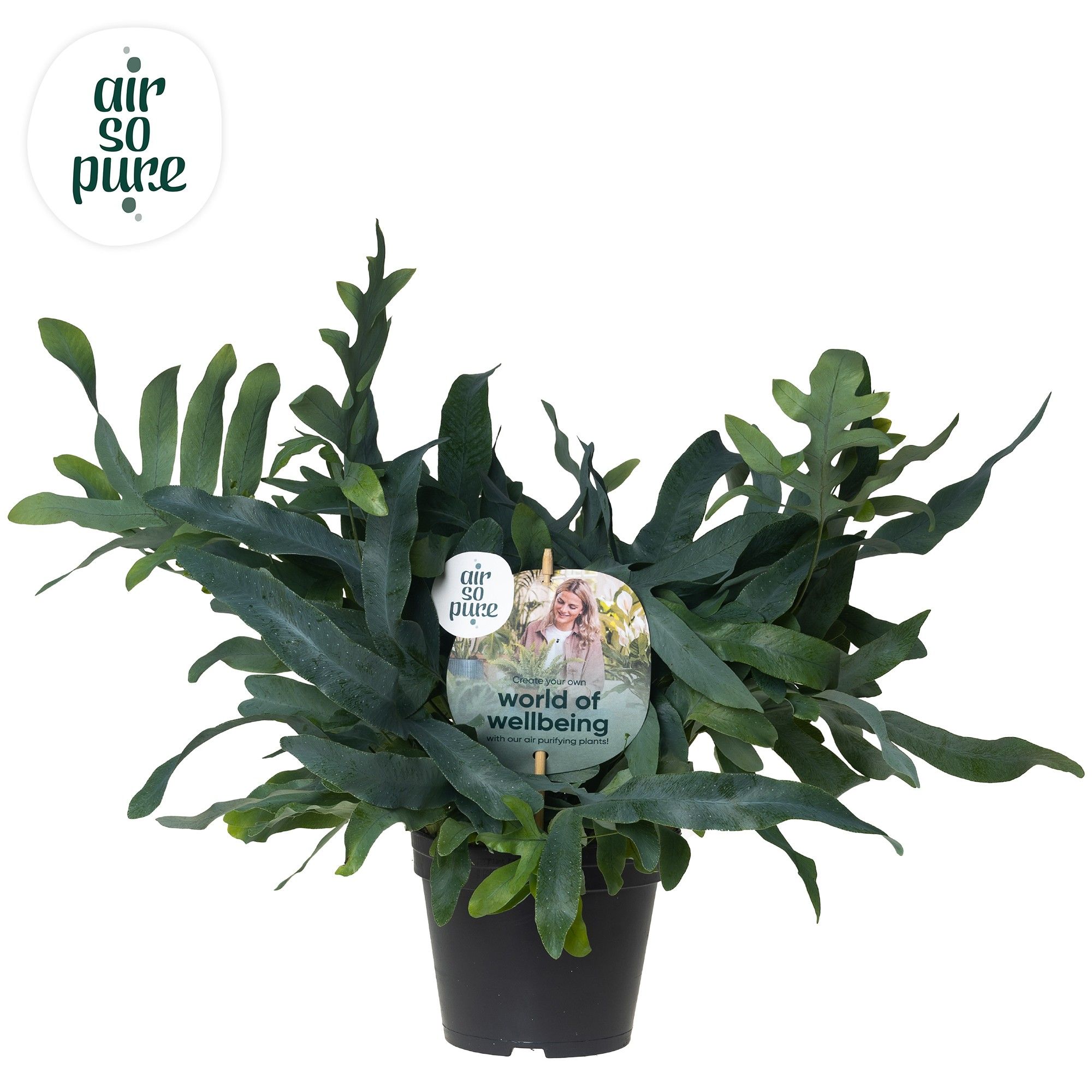 Phlebodium 'Blue Fern' - Air So Pure Disc