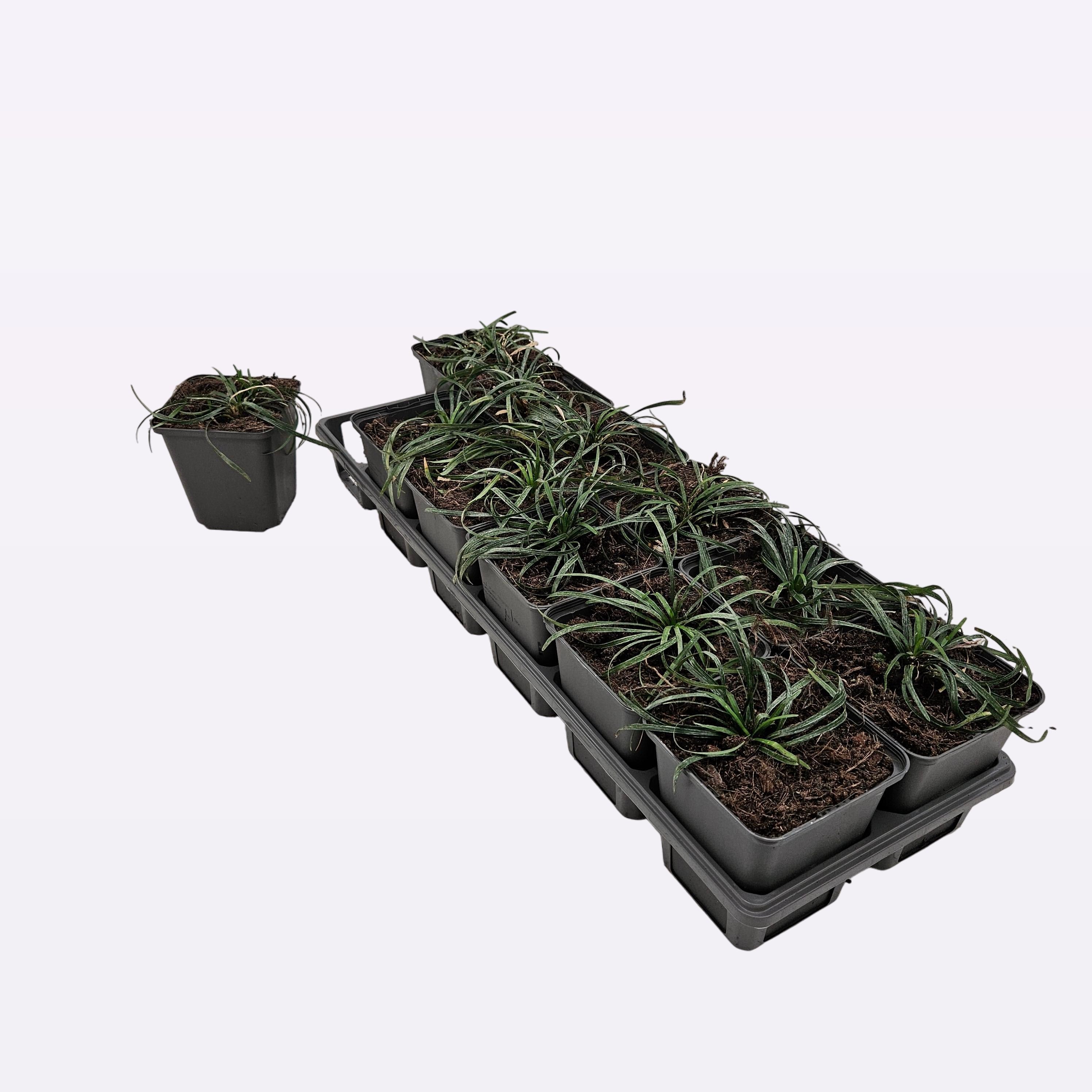 Ophiopogon japonicus 'Minor' 12 tray