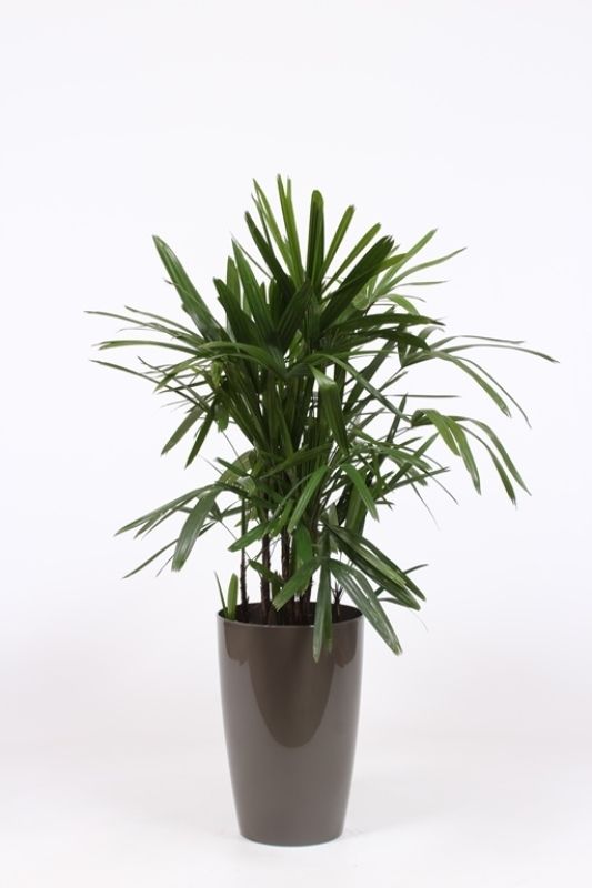 Rhapis excelsa in Santorini pot "taupe"