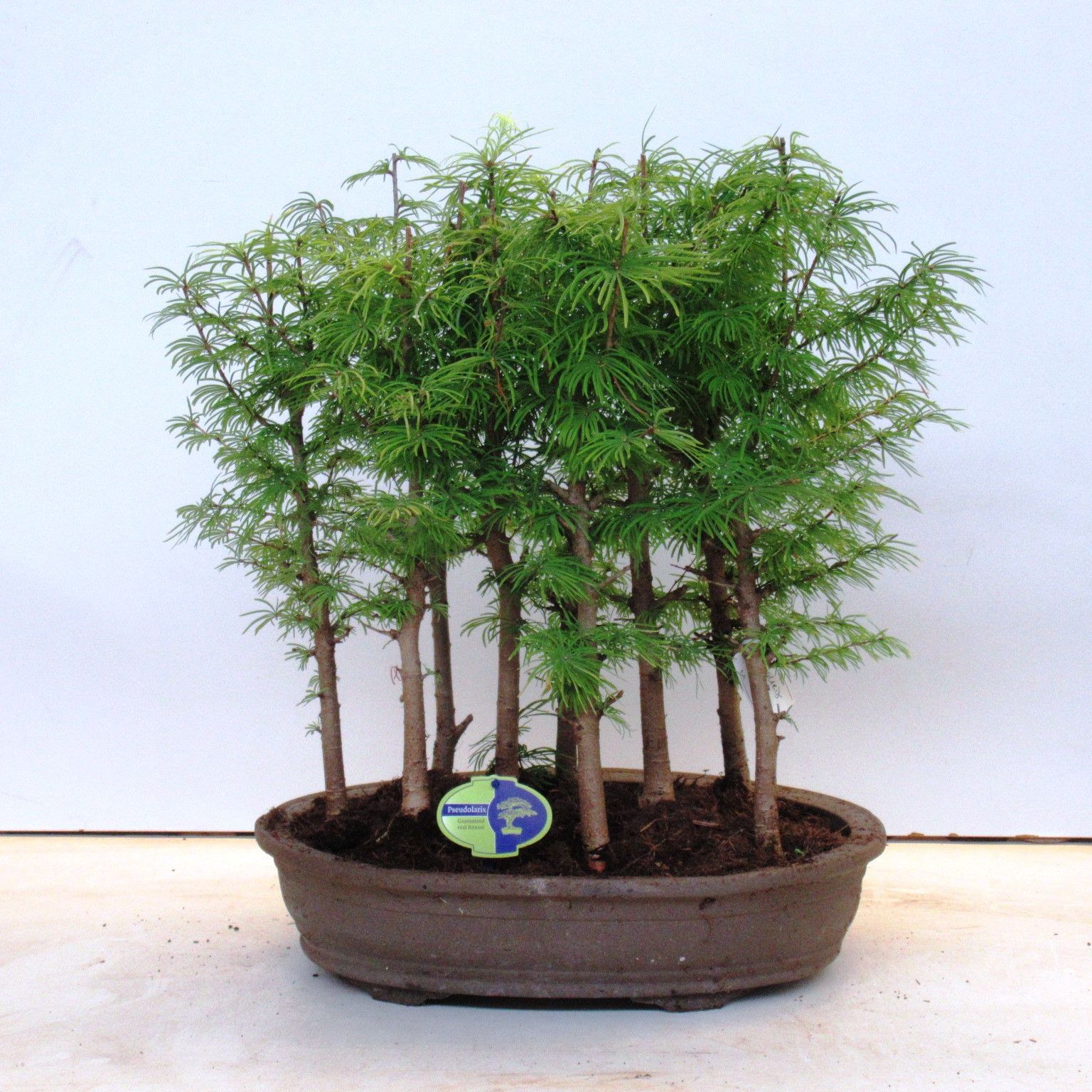 Pseudolarix amabilis | Hamiplant