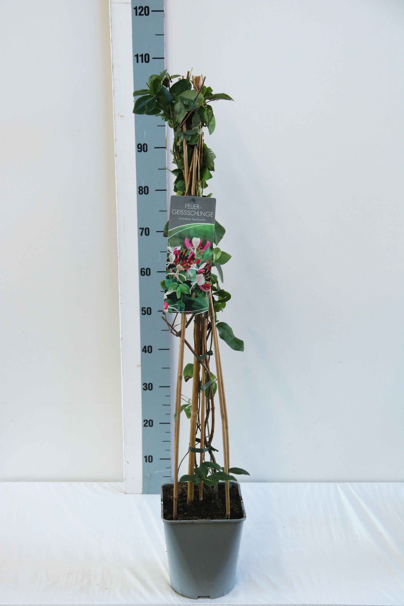 Lonicera heckrottii