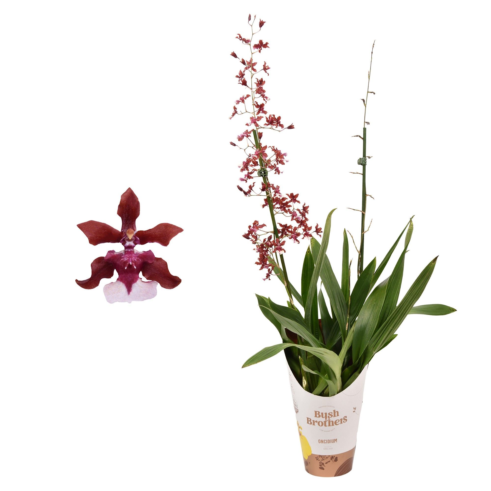 Oncidium 'Cherry Baby' 2 tak met blad spikel
