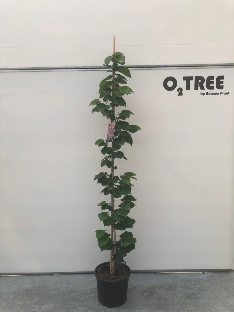 Cercis chinensis 'Avondale' beveerd
