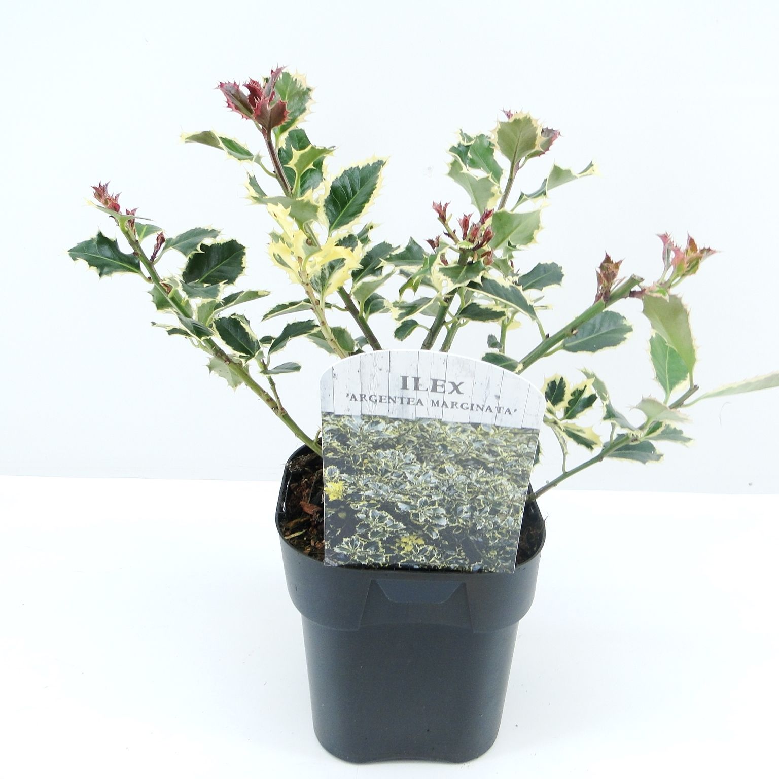 Picture of Ilex aq. Argentea marginata