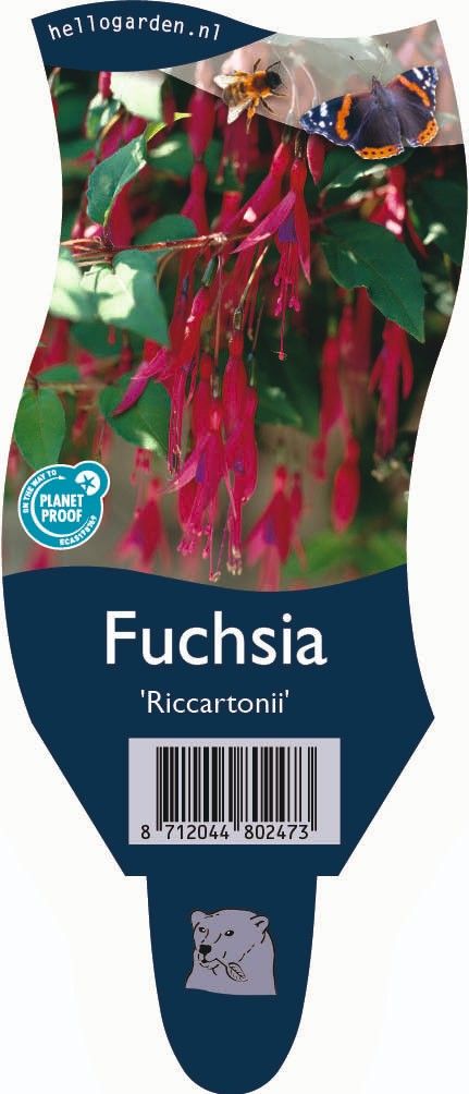 Fuchsia 'Riccartonii'