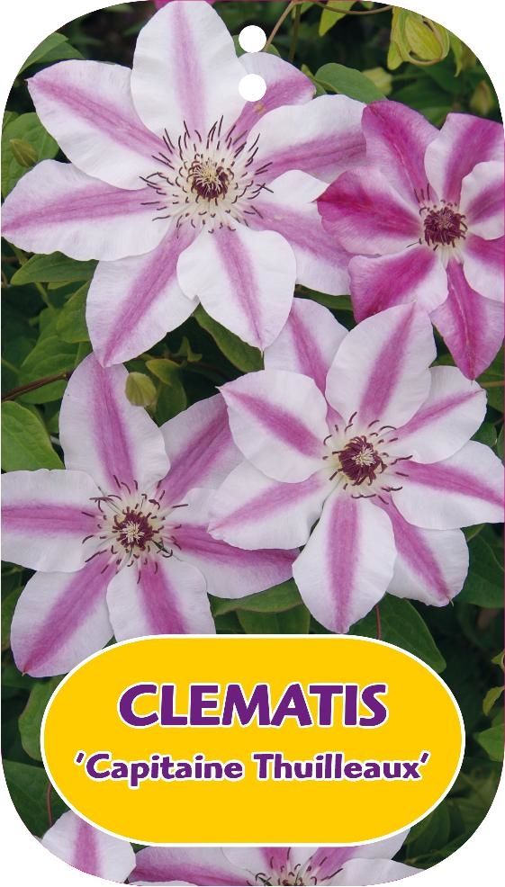 Clematis 'Capitaine Thuilleaux'