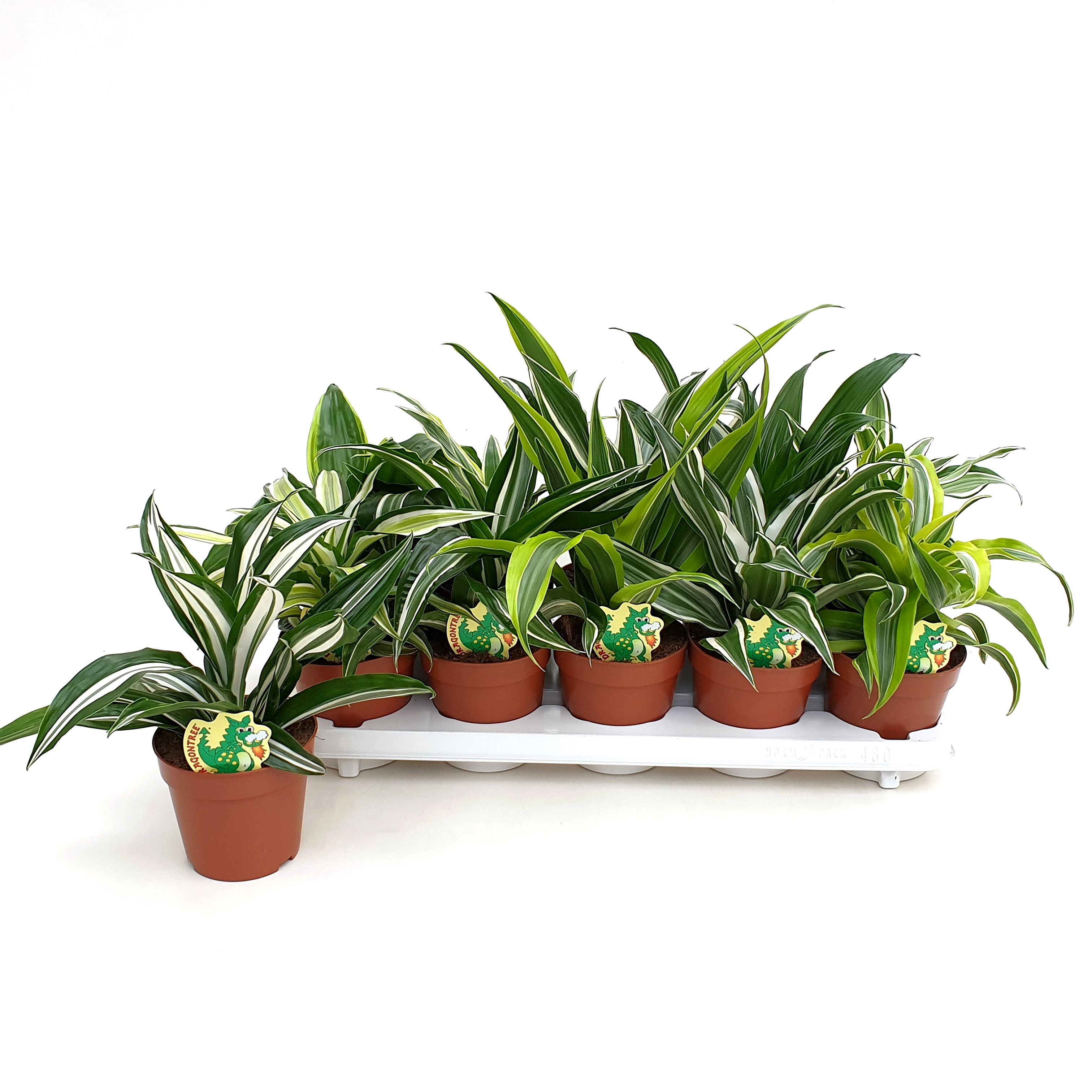 Dracaena mixkar Dragon mix trolley Top cutting | Gardenline