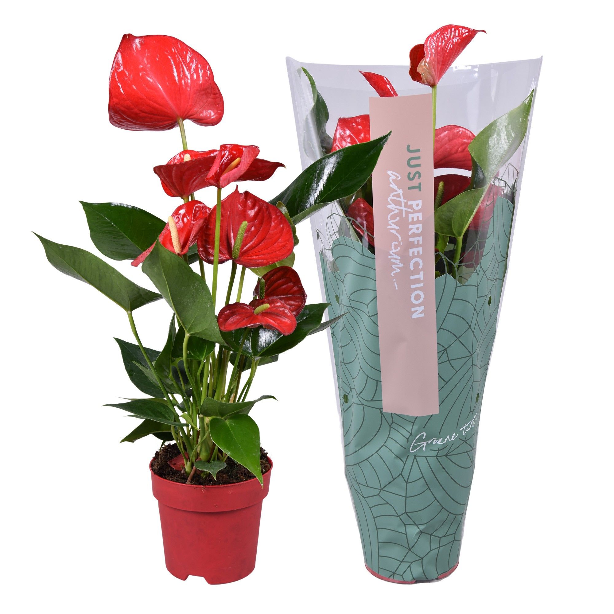 Anthurium (Andreanum Grp) Minnesota | Hamiplant