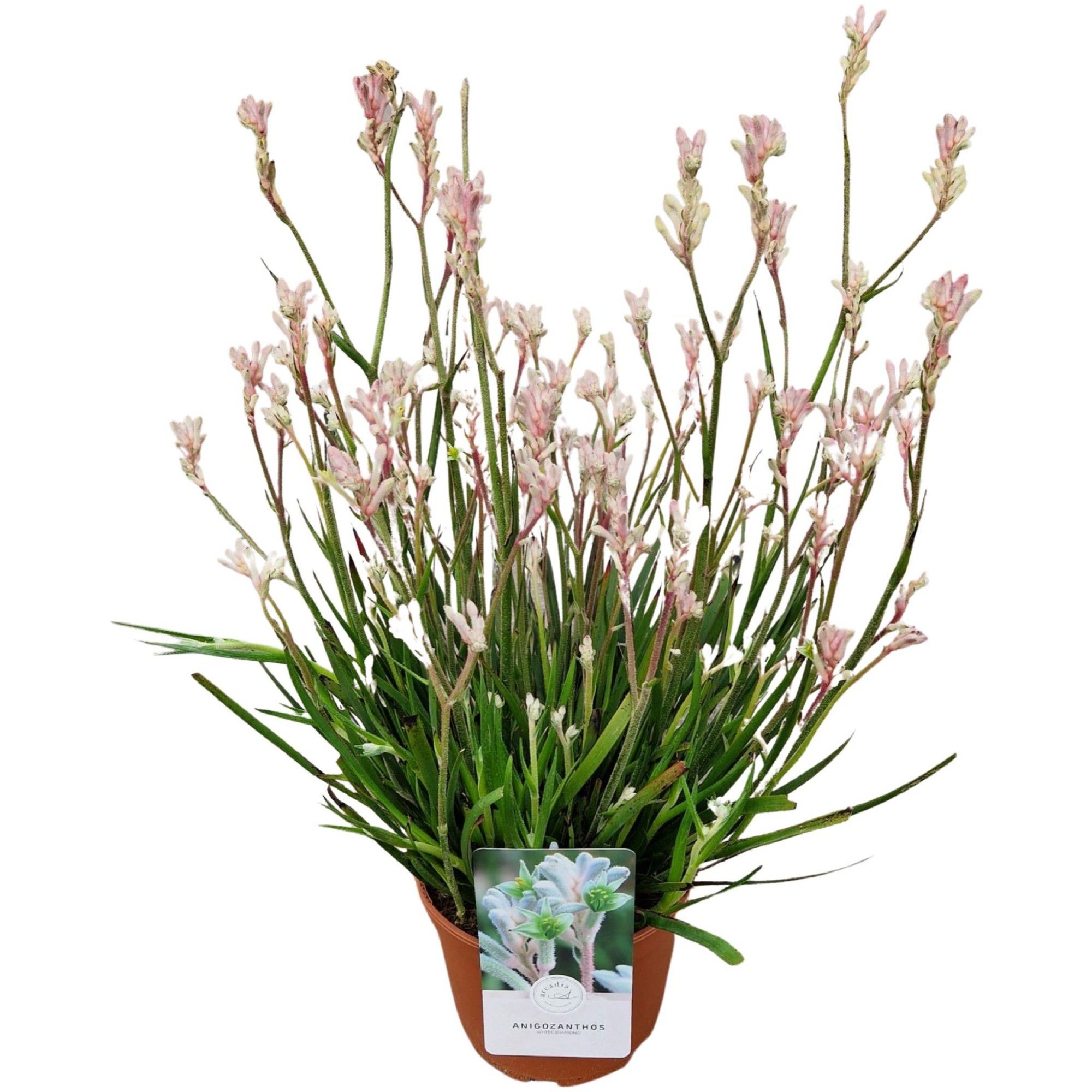 Anigozanthos 'White Diamond'