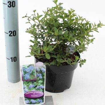 Evergreen Shrubs Outdoor Plants All Products Vida Verde
