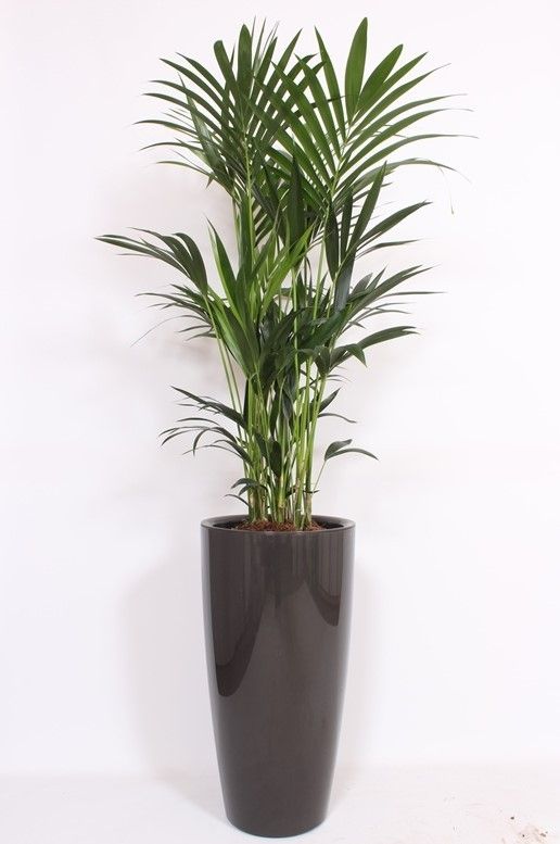 Howea Forsteriana in Santorini pot "antraciet"