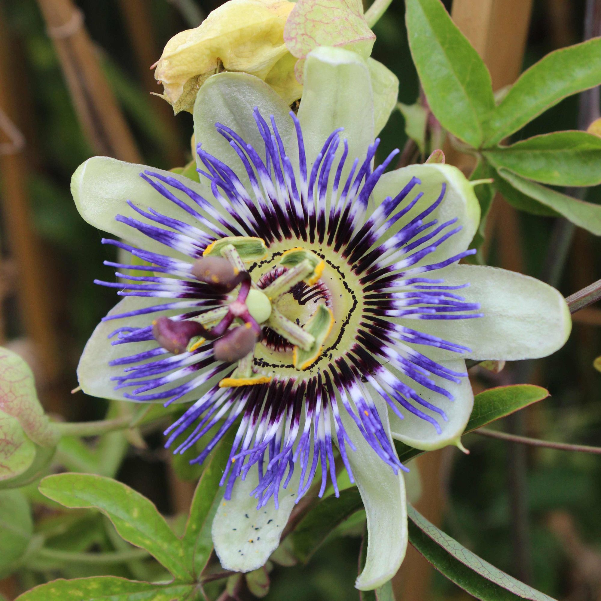 Passiflora 'Purple Haze'