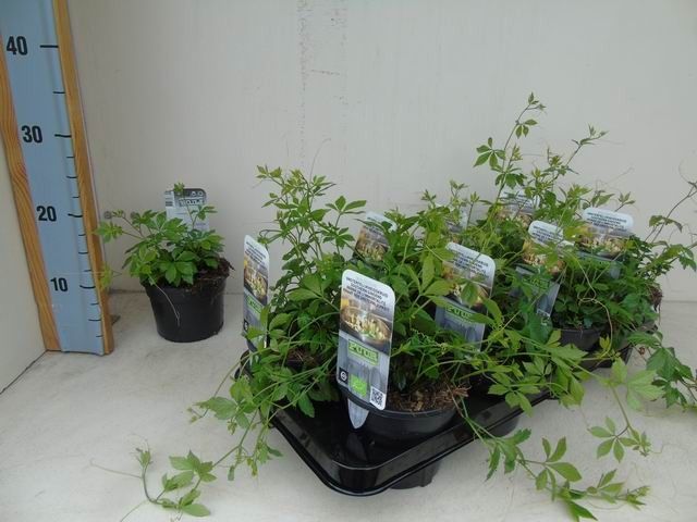 Gynostemma pentaphyllum 'Jiaogulan' bio onsterfelijksheidskruid