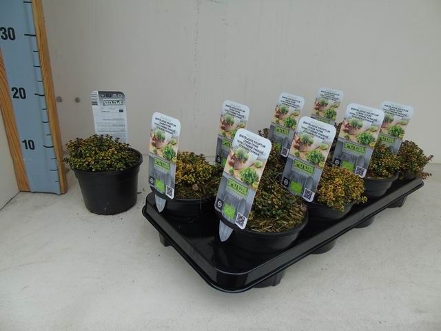 Thymus 'Doone Valley' bio bontbladige citroentijm