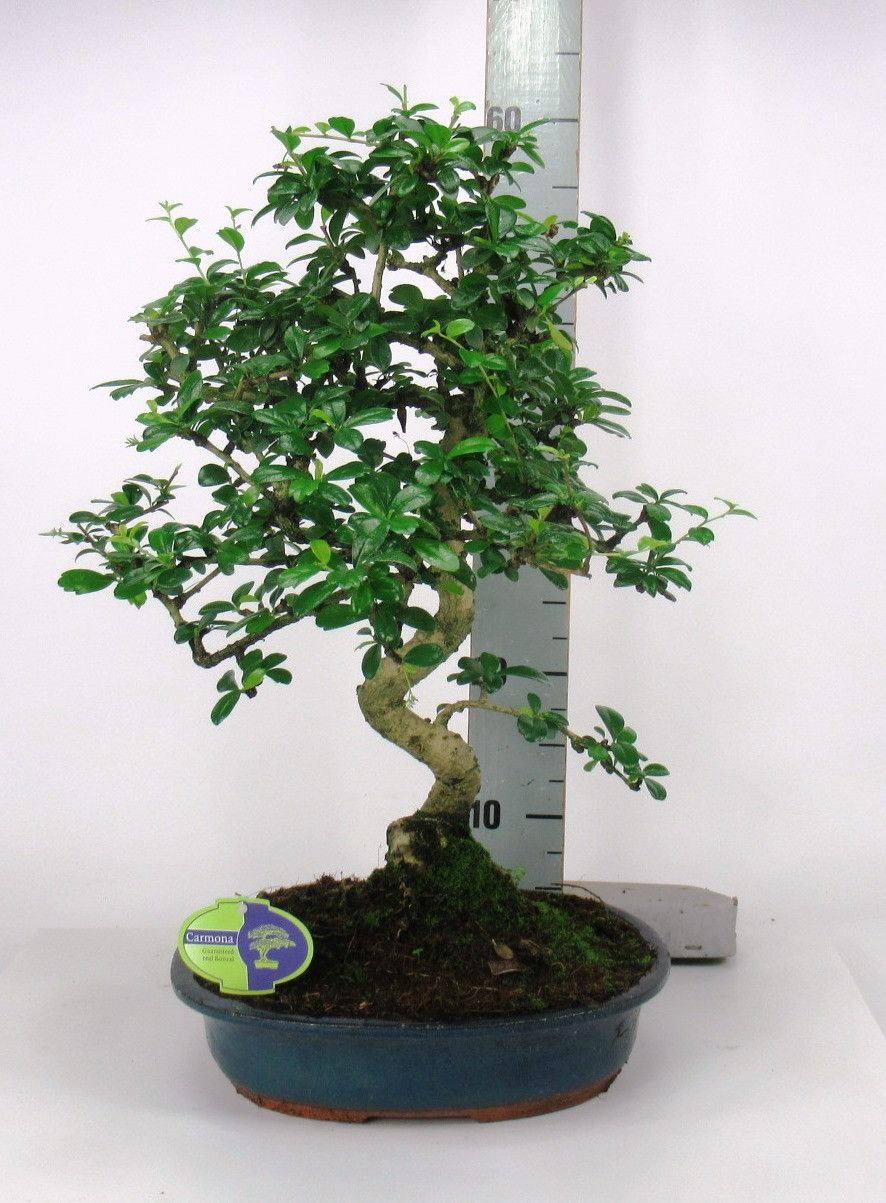 Carmona retusa Bonsai Macrophylla Shape | OZ Planten