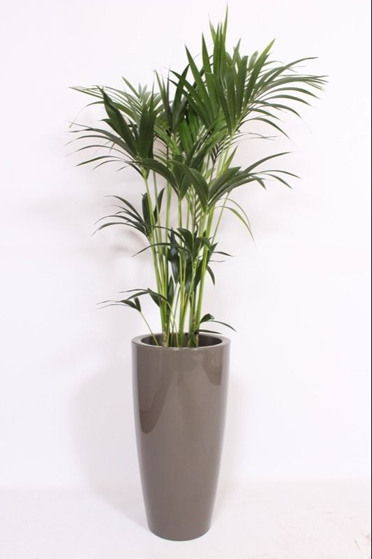 Howea Forsteriana in Santorini pot "taupe"
