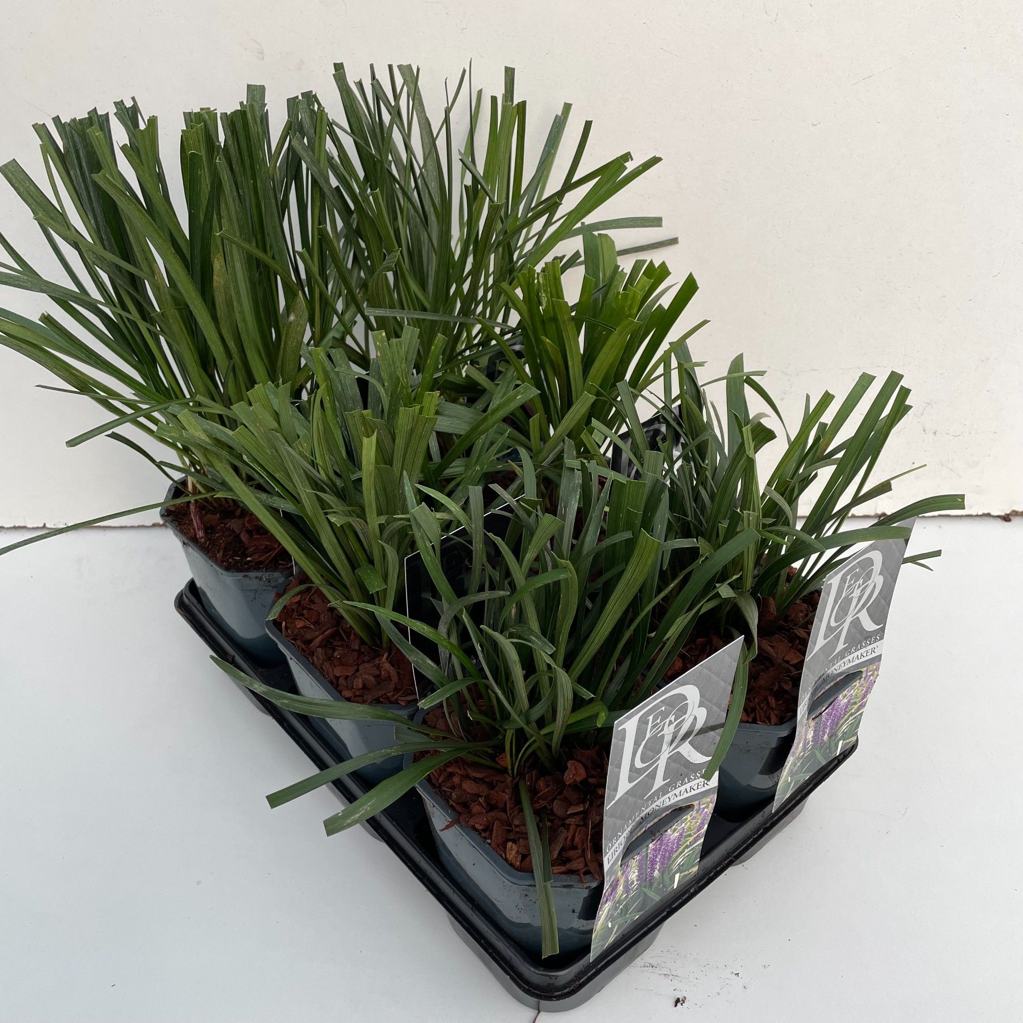 Liriope mix in tray