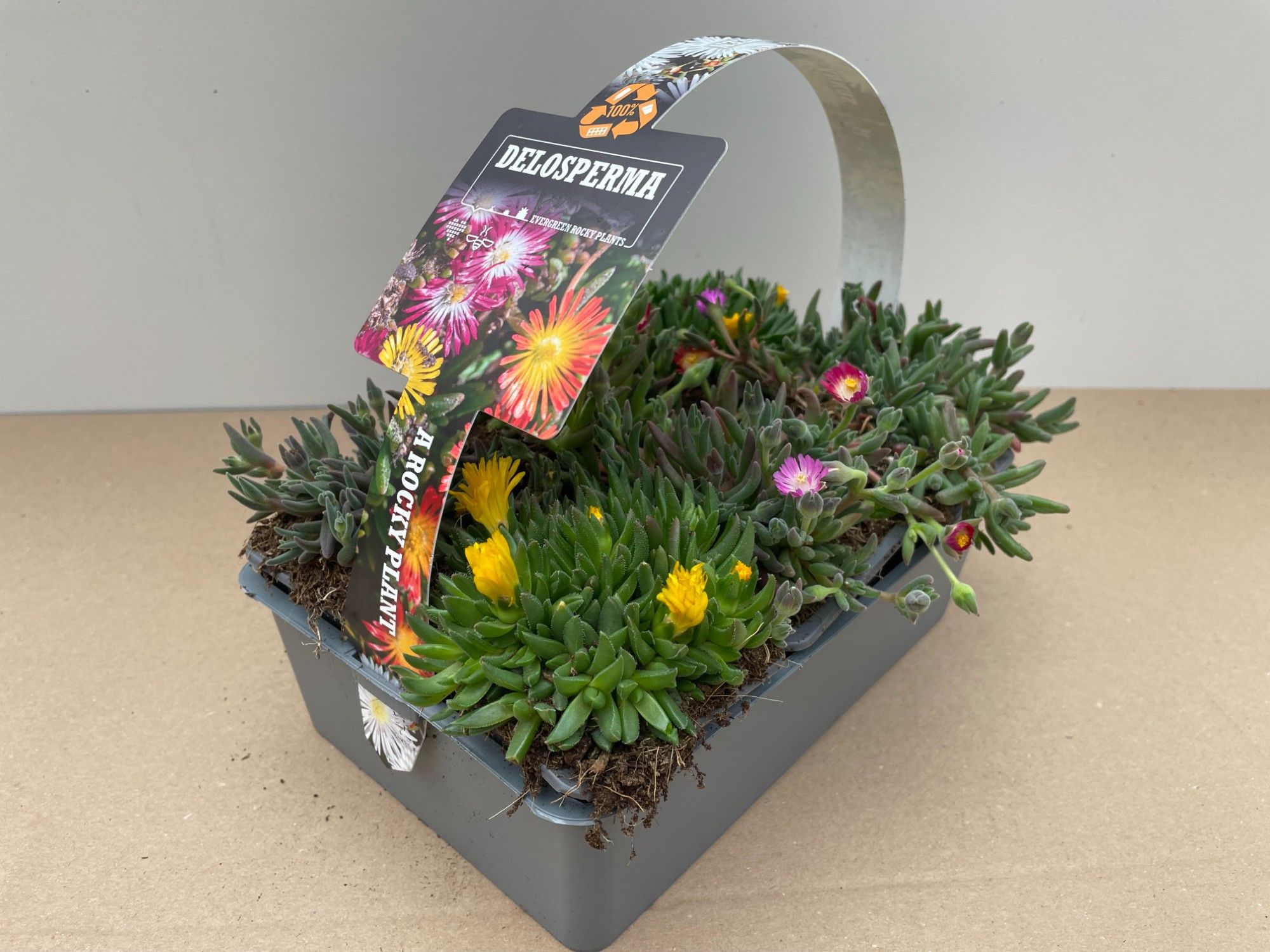 Delosperma 6-pack