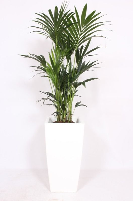 Howea Forsteriana in Piza pot "wit"