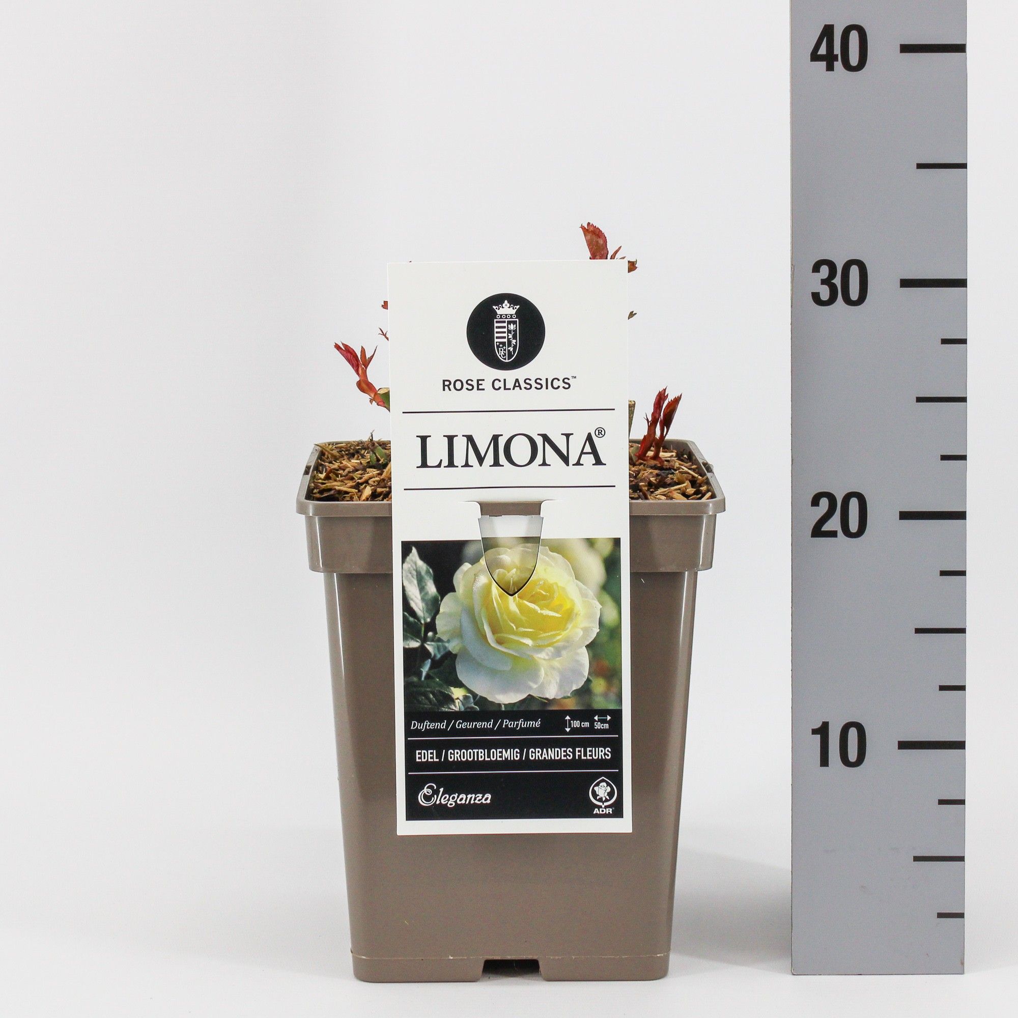Rosa Limona ('Kormonali') th