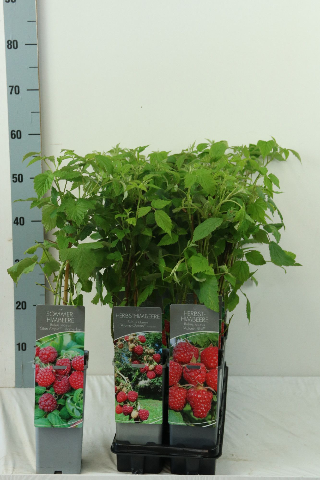 Rubus BIO Rubus idaeus in licences varieties DE-ÖKO-006