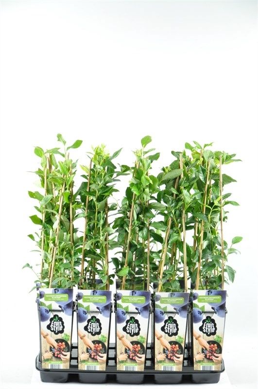 Vaccinium corymbosum 'Bluecrop'