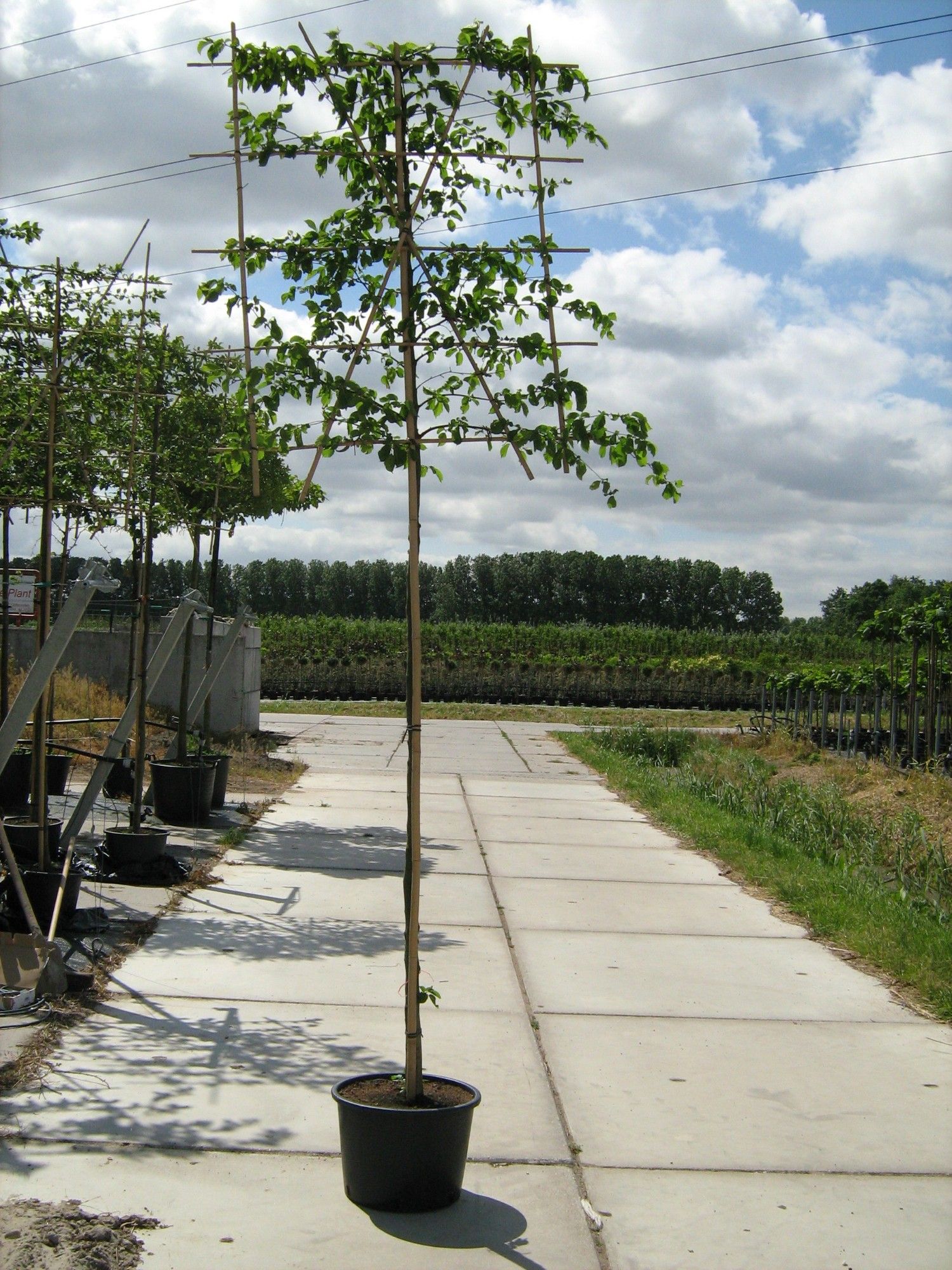 Carpinus betulus co leischerm stam
