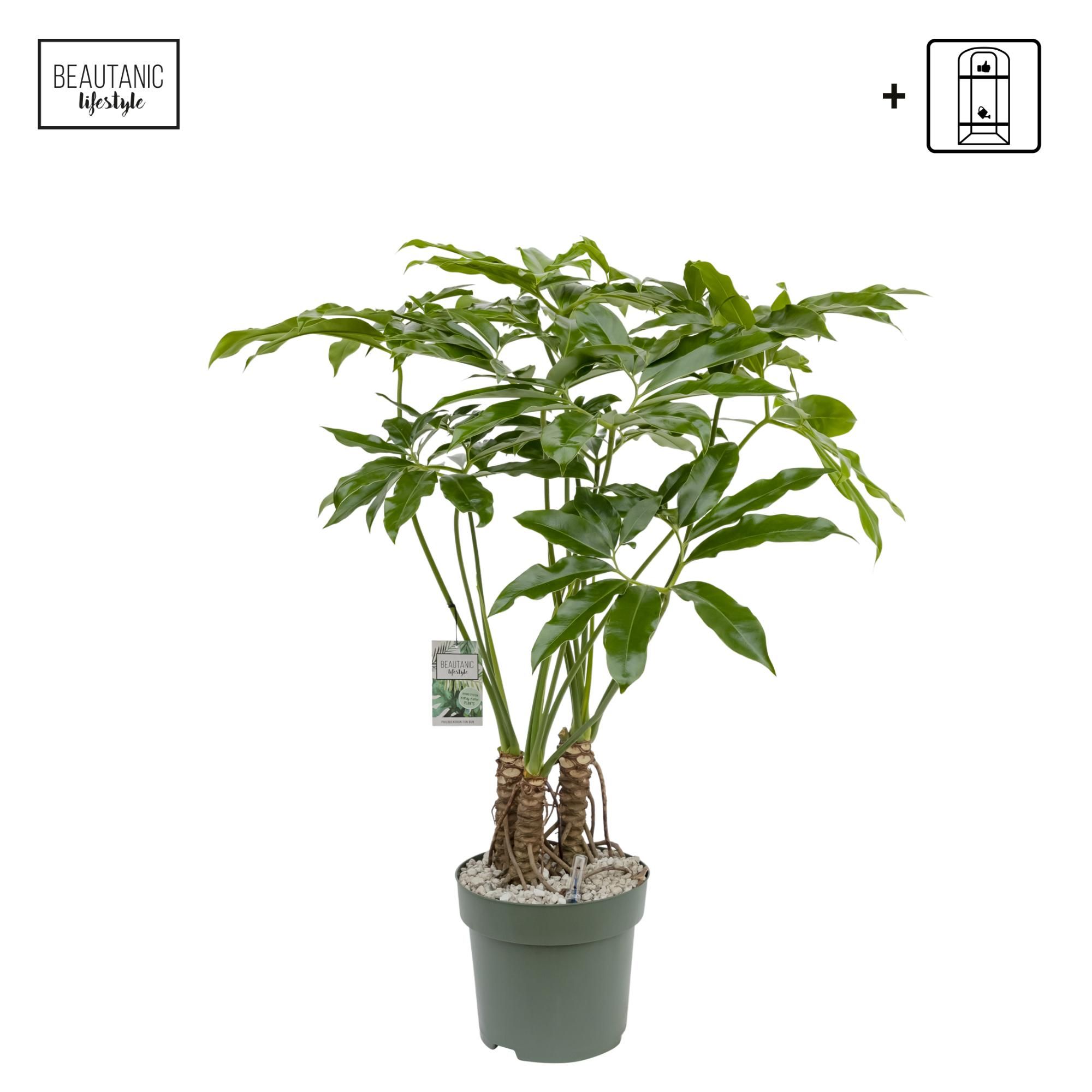 leucanthemum plants Real Charmer Leucanthemum