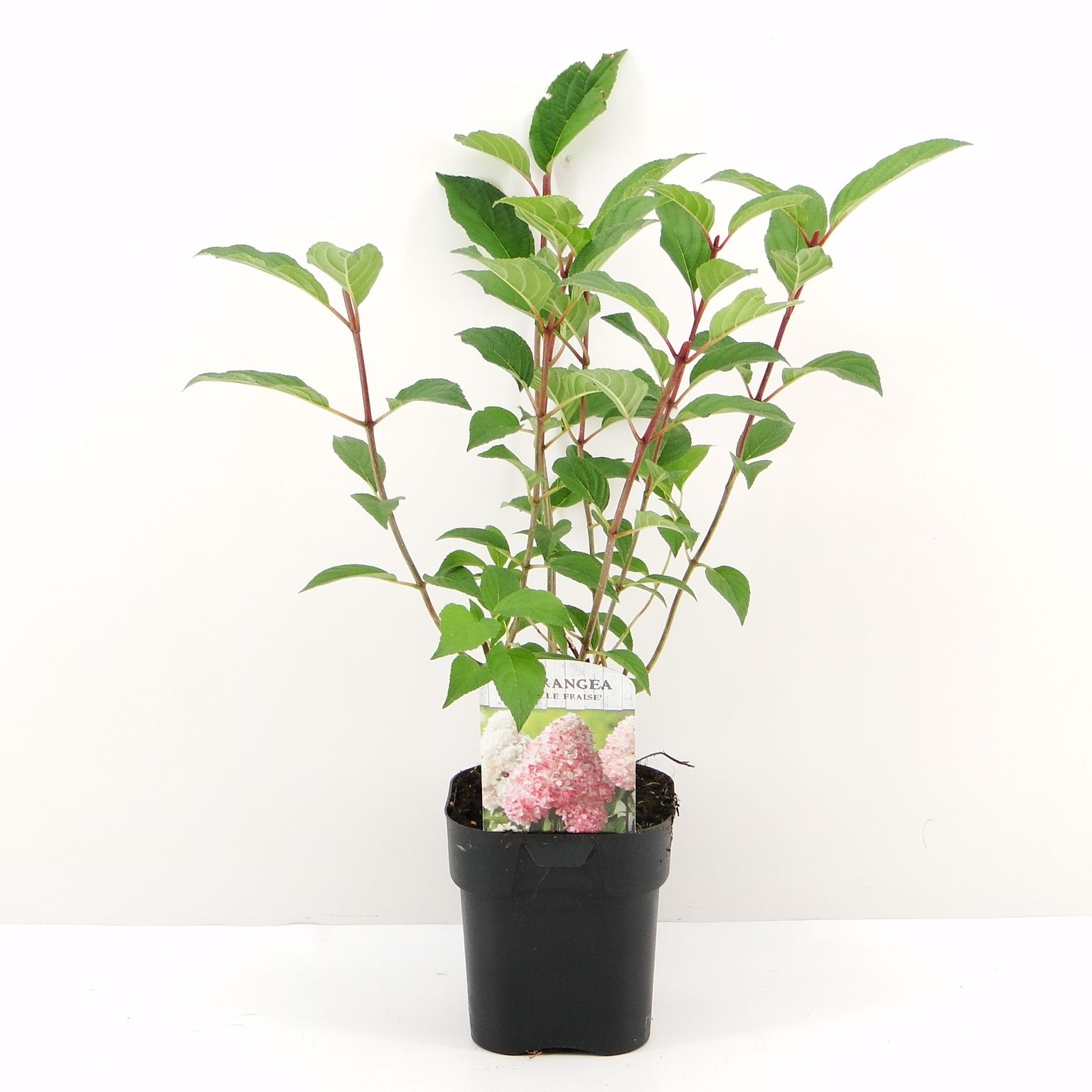 Picture of Hydrangea pan. Vanille-Fraise