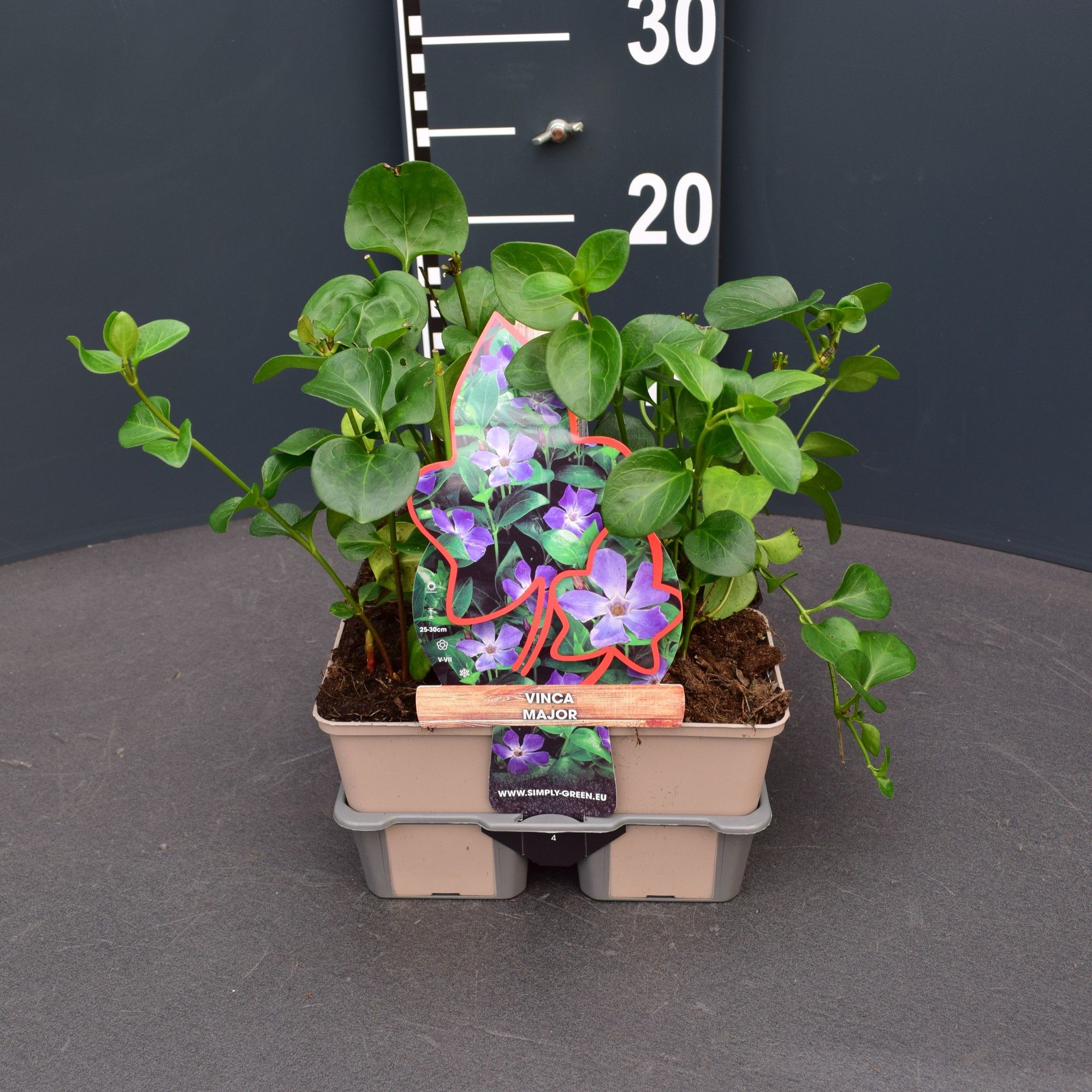Vinca major 4 pack