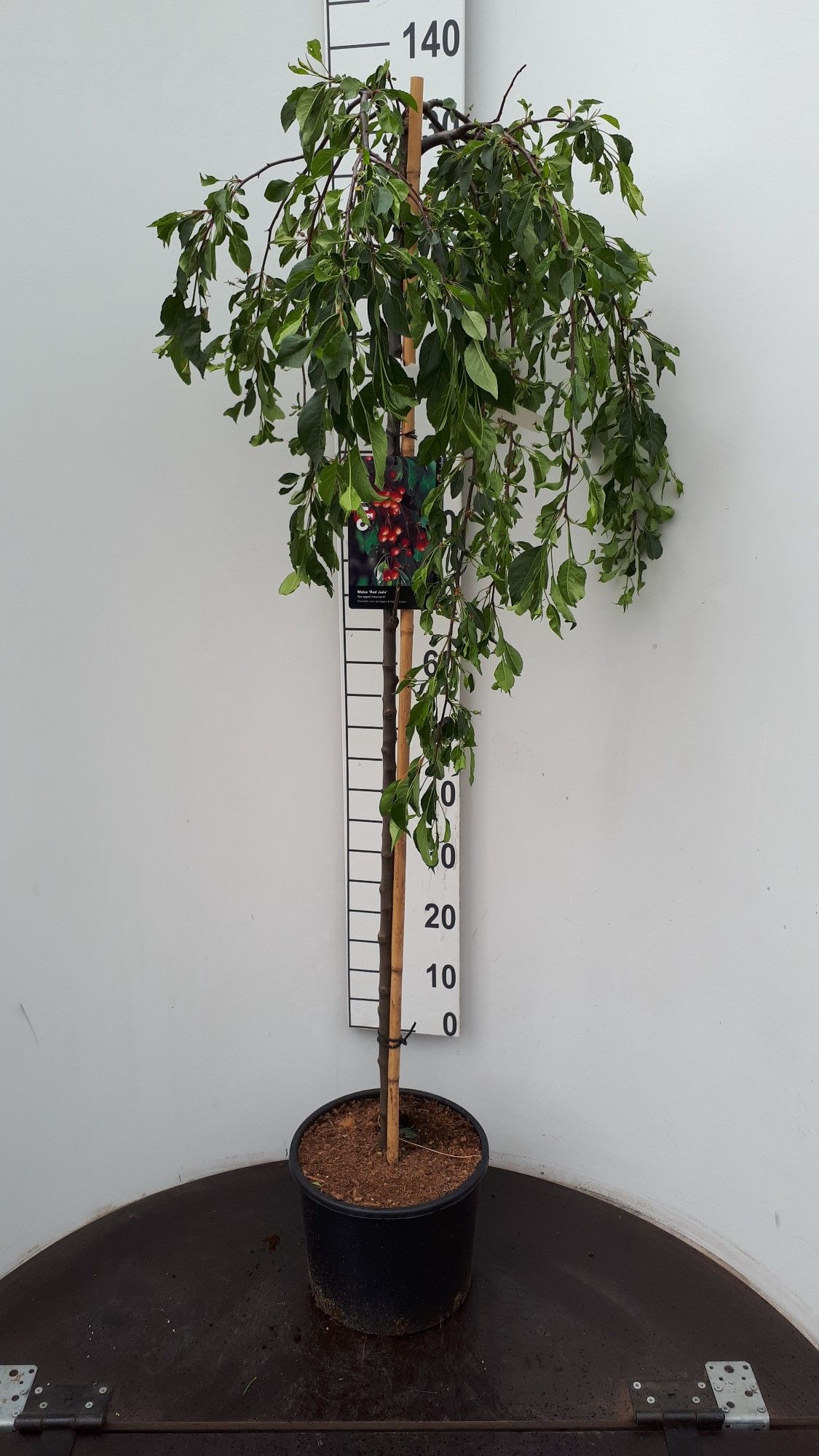 Malus 'Red Jade' stam