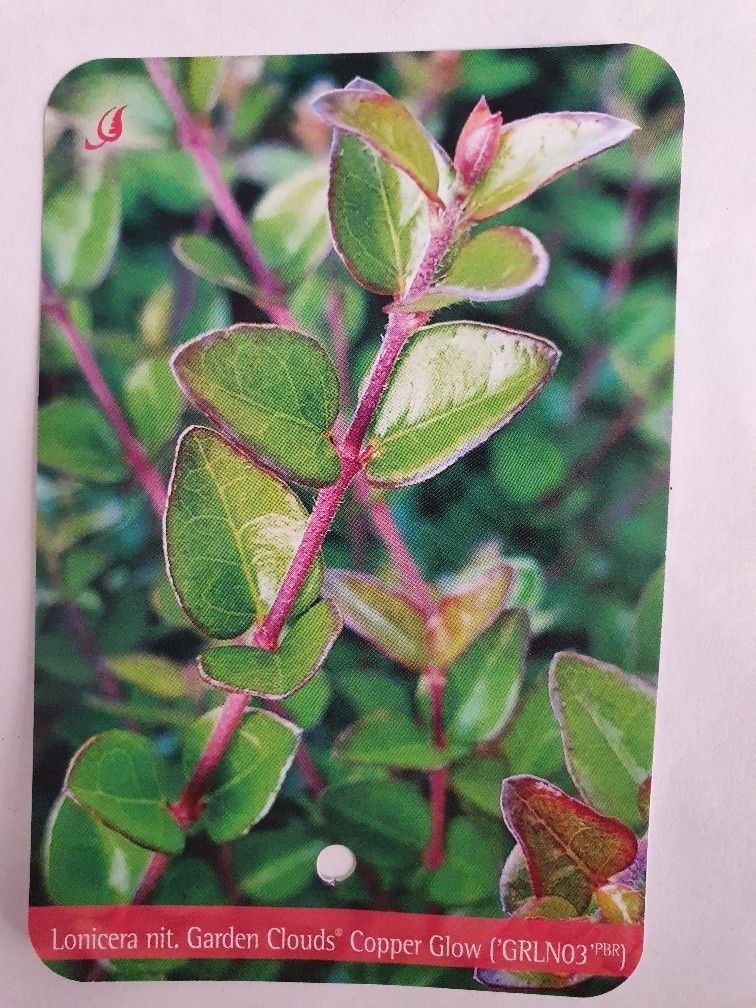 Lonicera shrub nitida Garden Clouds Copper Glow | Gardenline