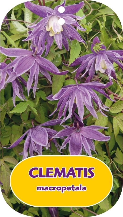 Clematis macropetala