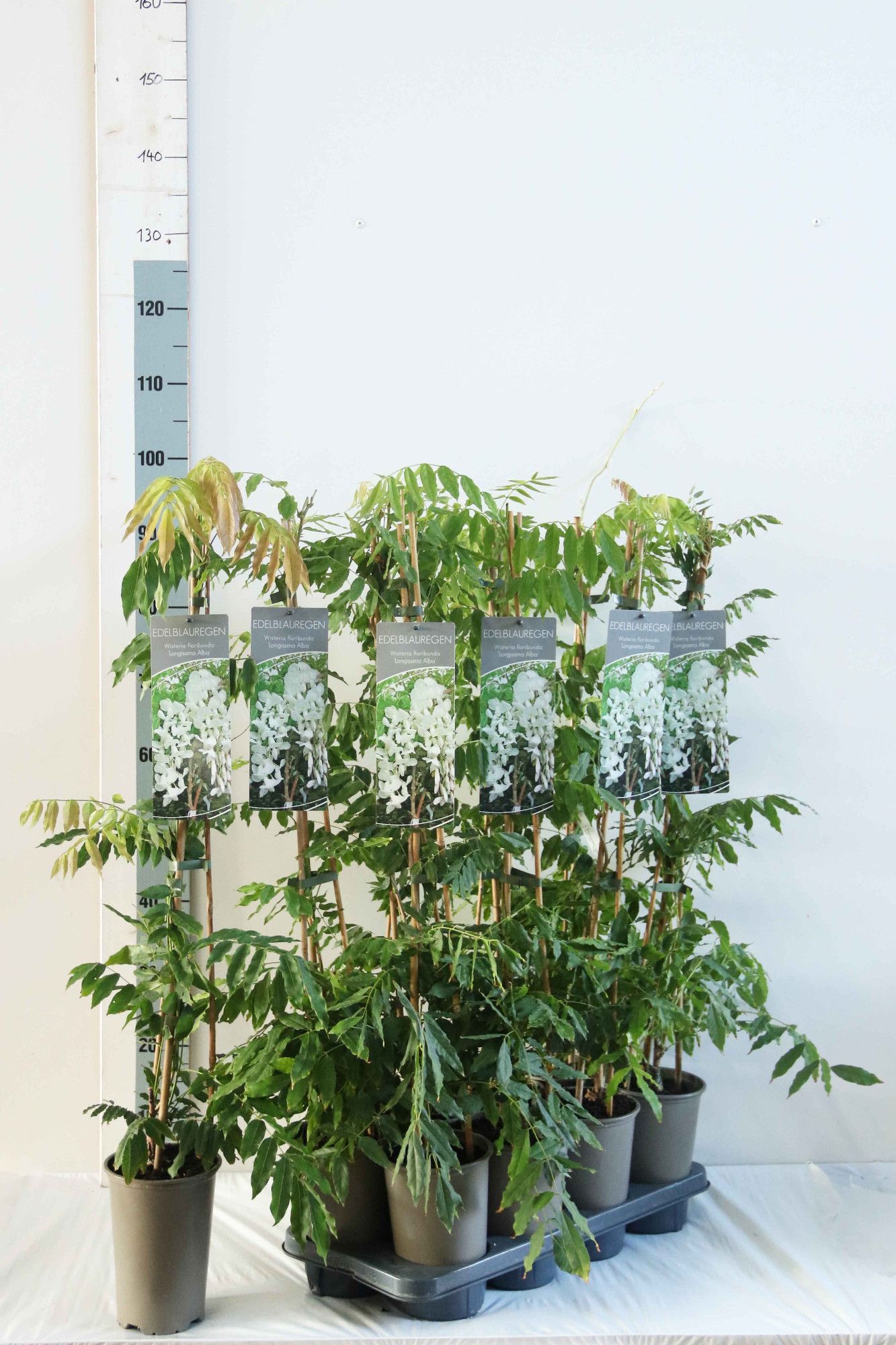 Wisteria brachybotrys 'Shiro Kapitan'