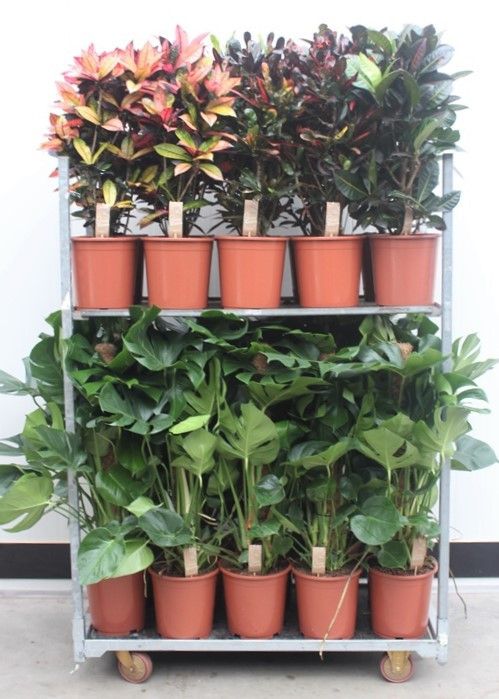 Monstera Mixkar Croton & Monstera