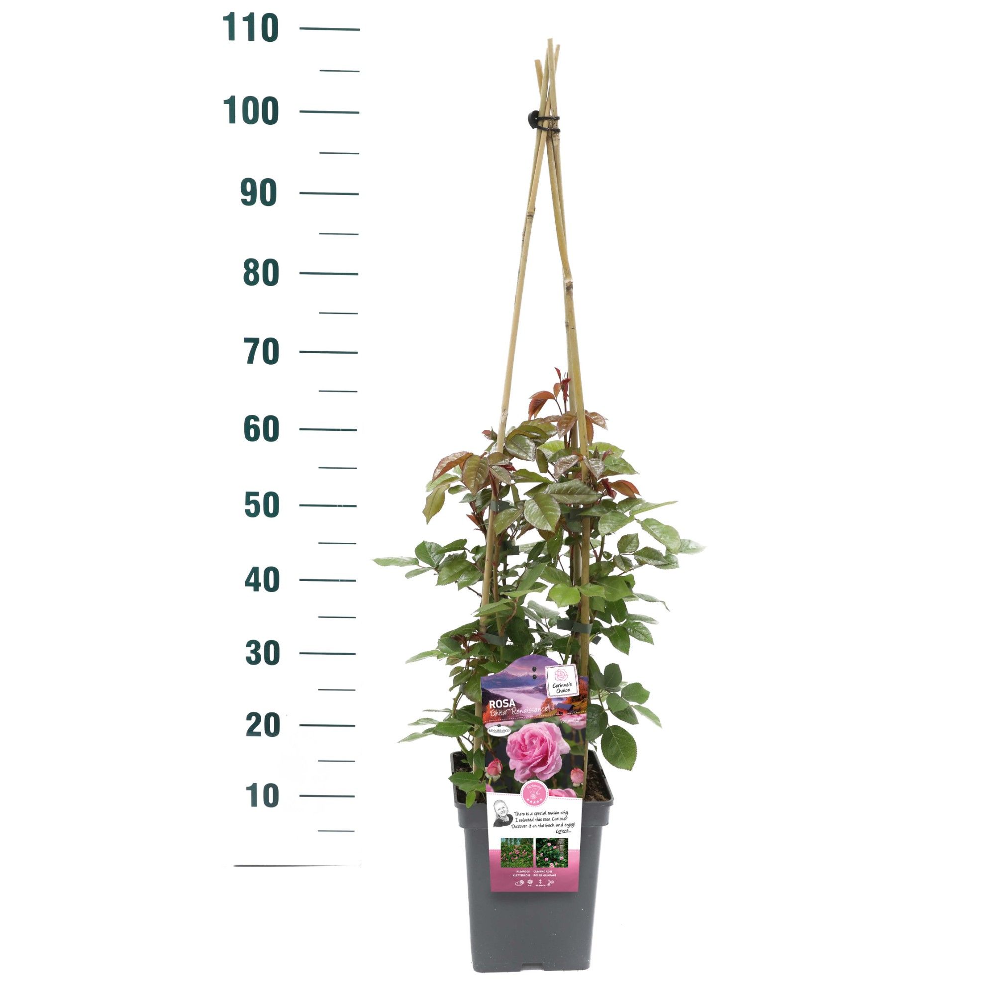 Rosa 'Ghita Renaissance' - Klim - VP5 - Exclusive Collection