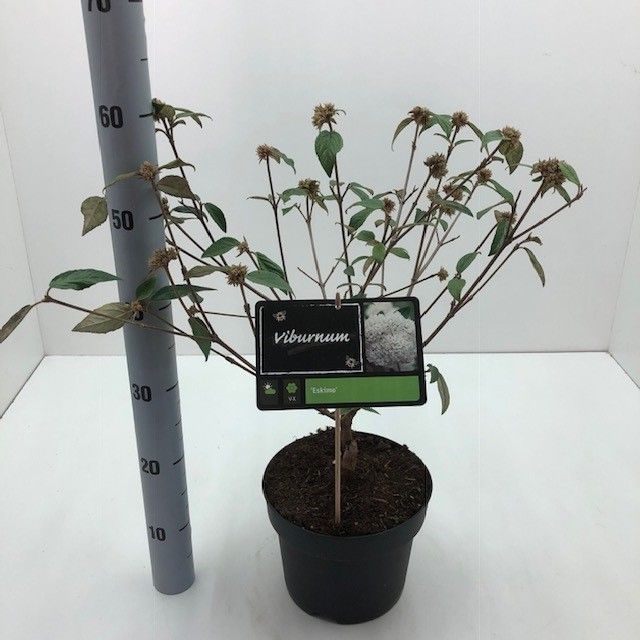 Viburnum 'Eskimo'
