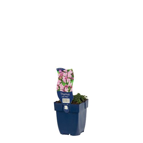 Thymus praecox 'Minor'