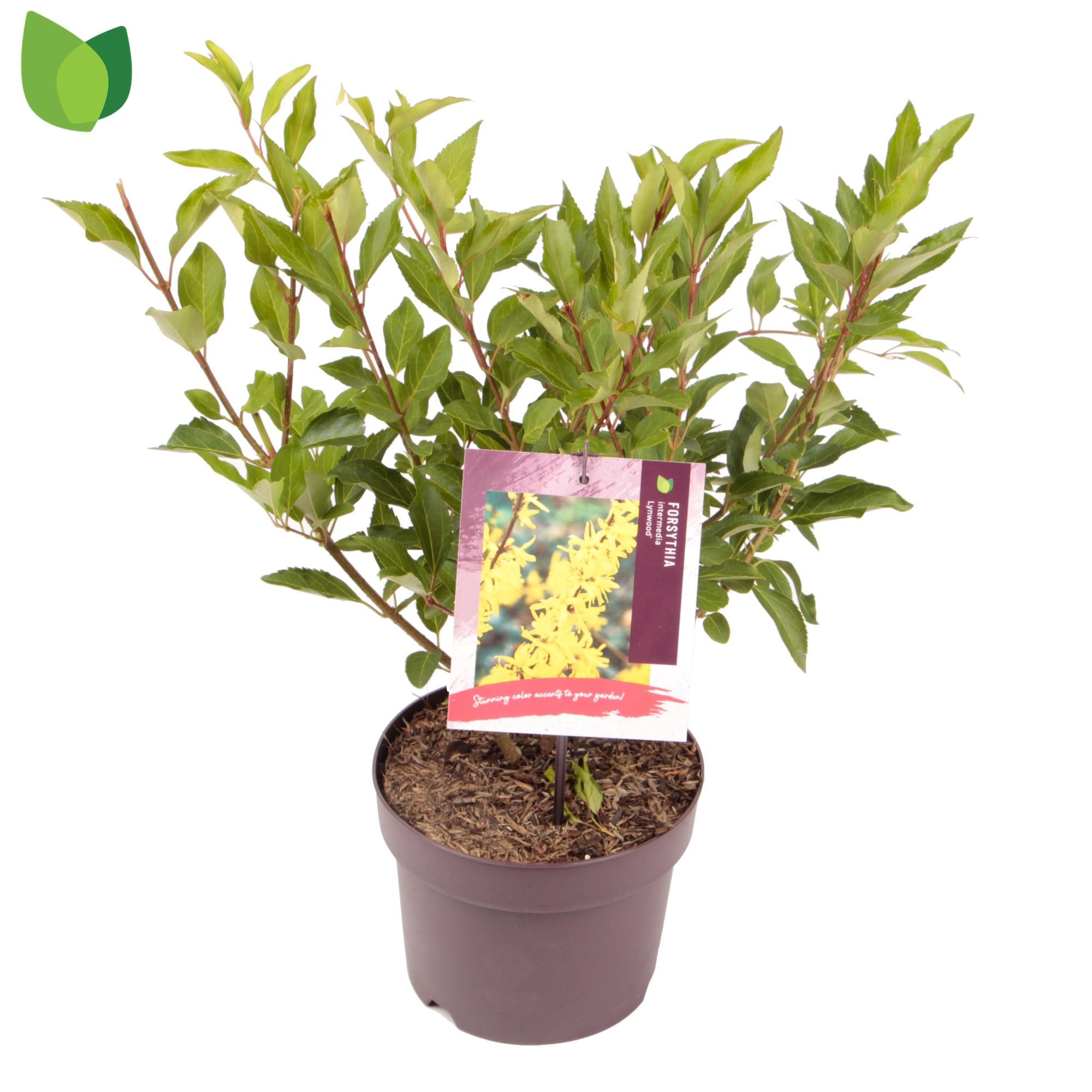 Forsythia intermedia 'Lynwood'