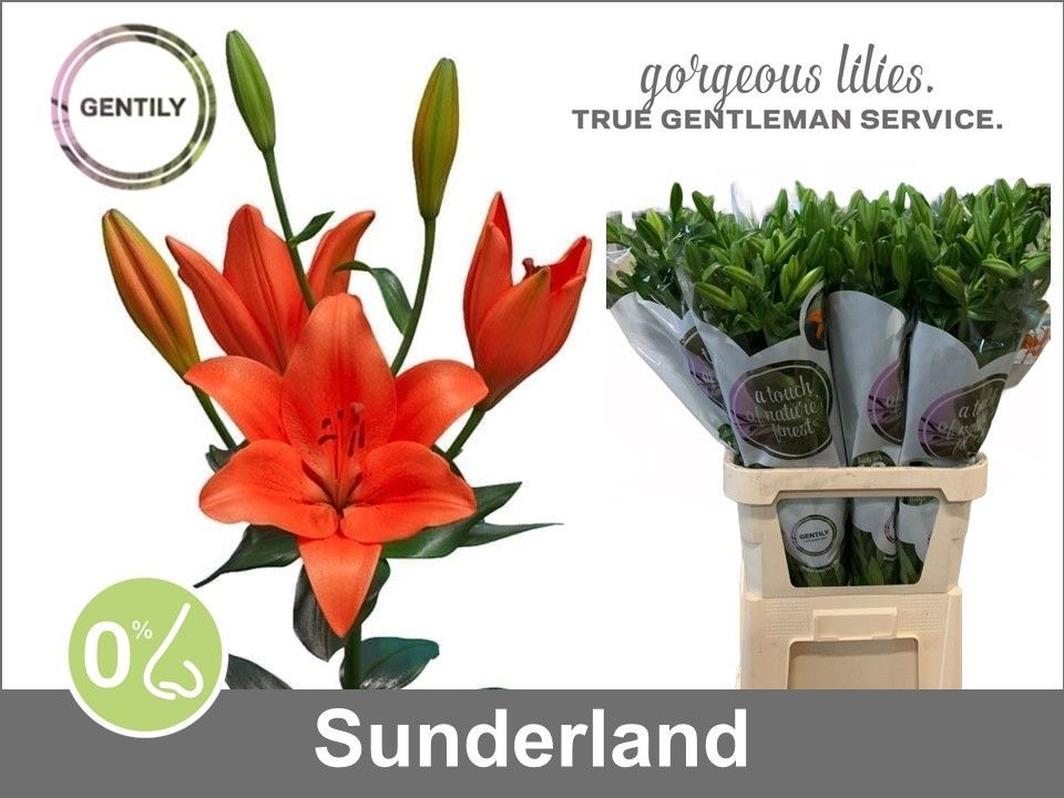 Li La Sunderland