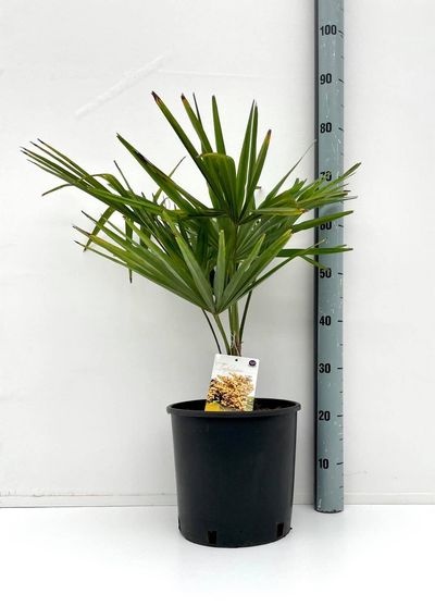 Trachycarpus fortunei