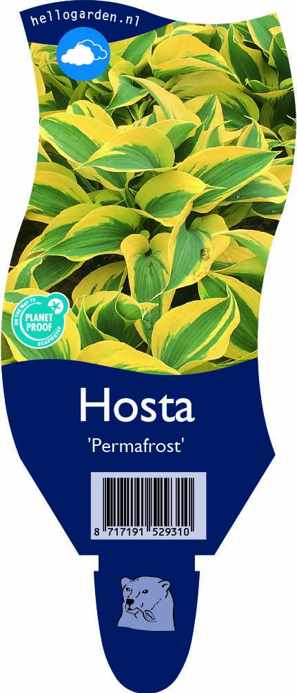 Hosta 'Permafrost'