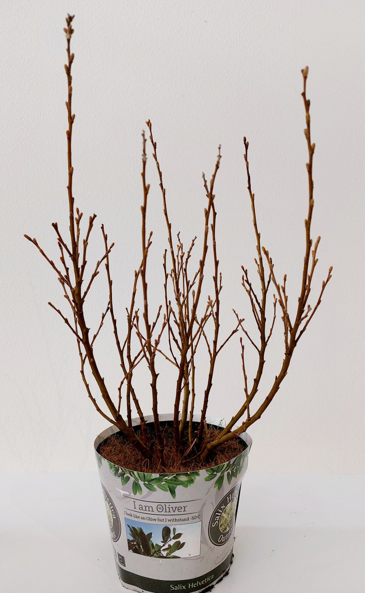 Picture of Salix Helvetica bush p17 potcover